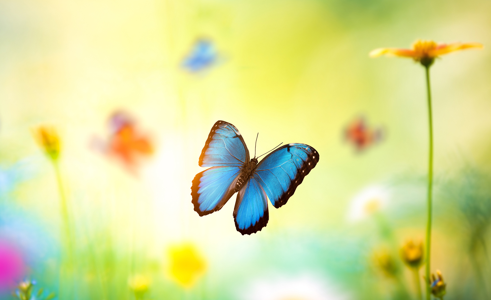 The Butterfly Principle | Roland Berger